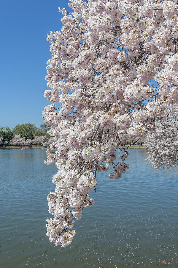 Japanese Cherry Tree Blossoms over the Tidal Basin DS0084 Photograph by Gerry Gantt