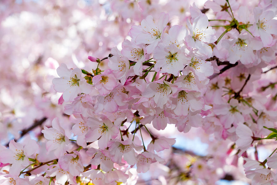 Japanese Cherry Tree Blossoms Photograph by SR Green