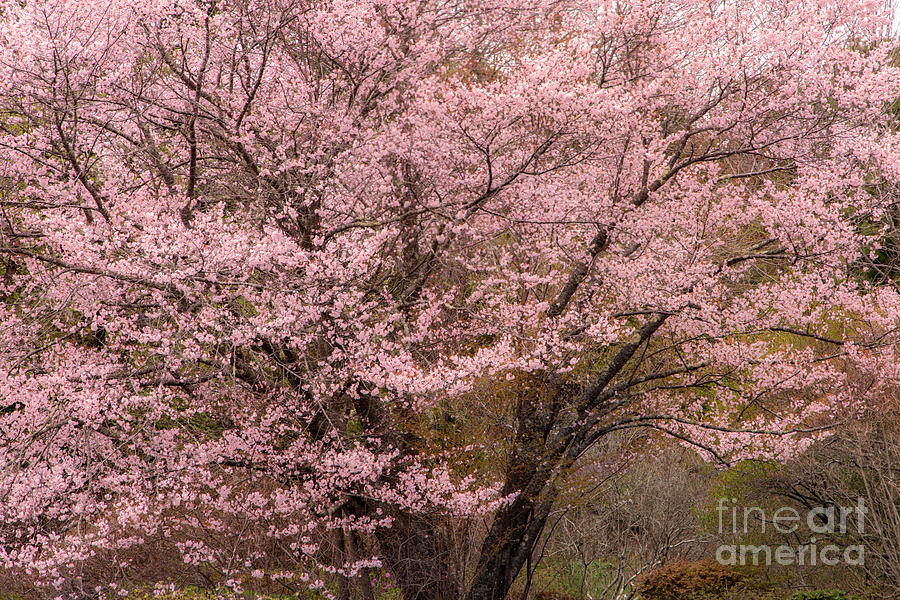 Japanese Cherry Tree Photograph by Karin Pinkham