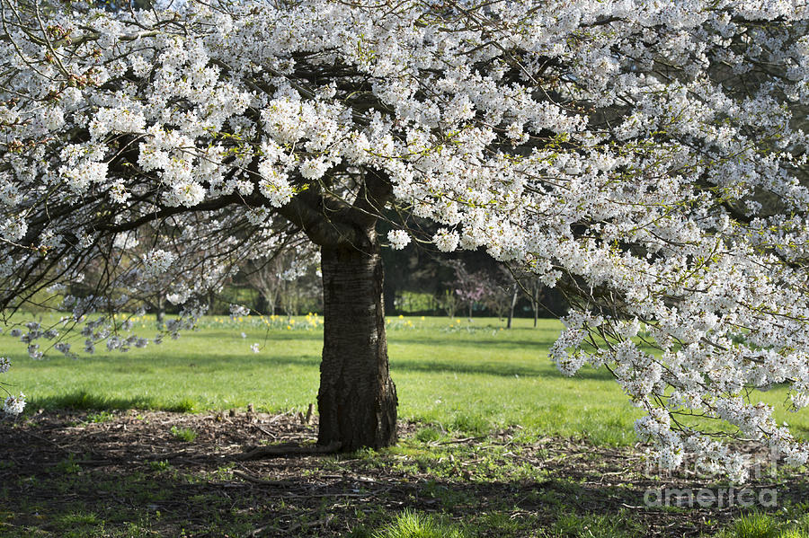 Flower Photograph - Japanese Cherry Tree by Tim Gainey