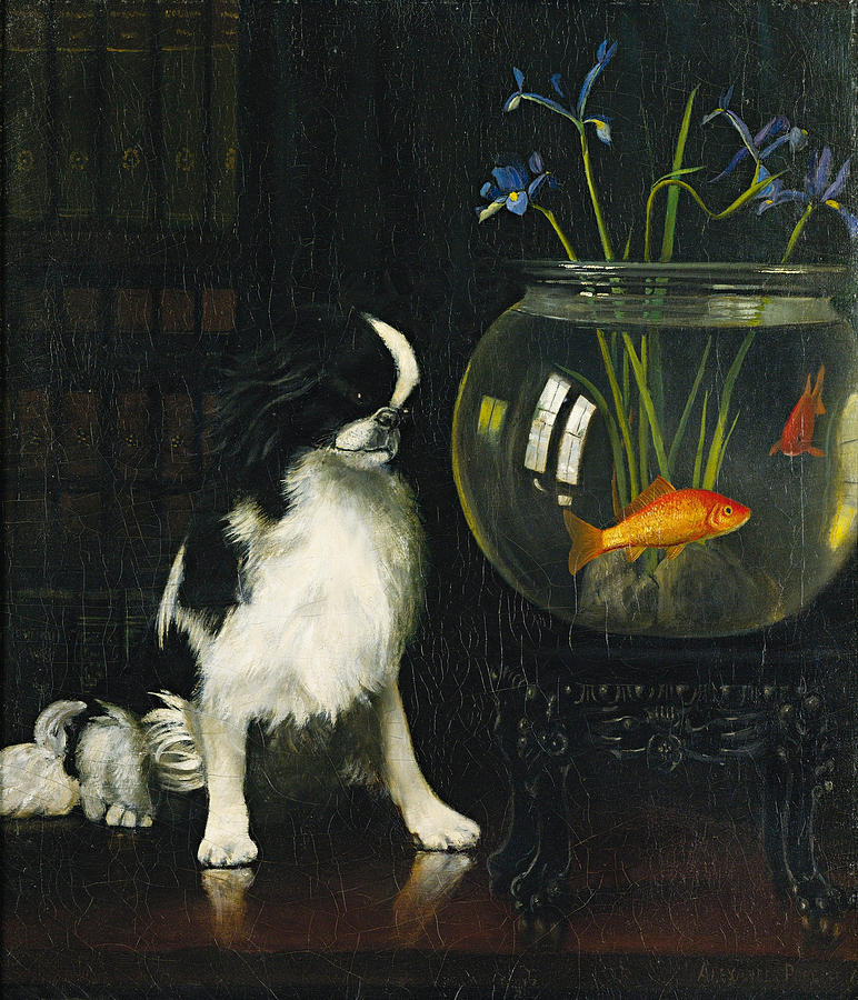 Alexander Pope Painting - Japanese Chin and Goldfish by Alexander Pope