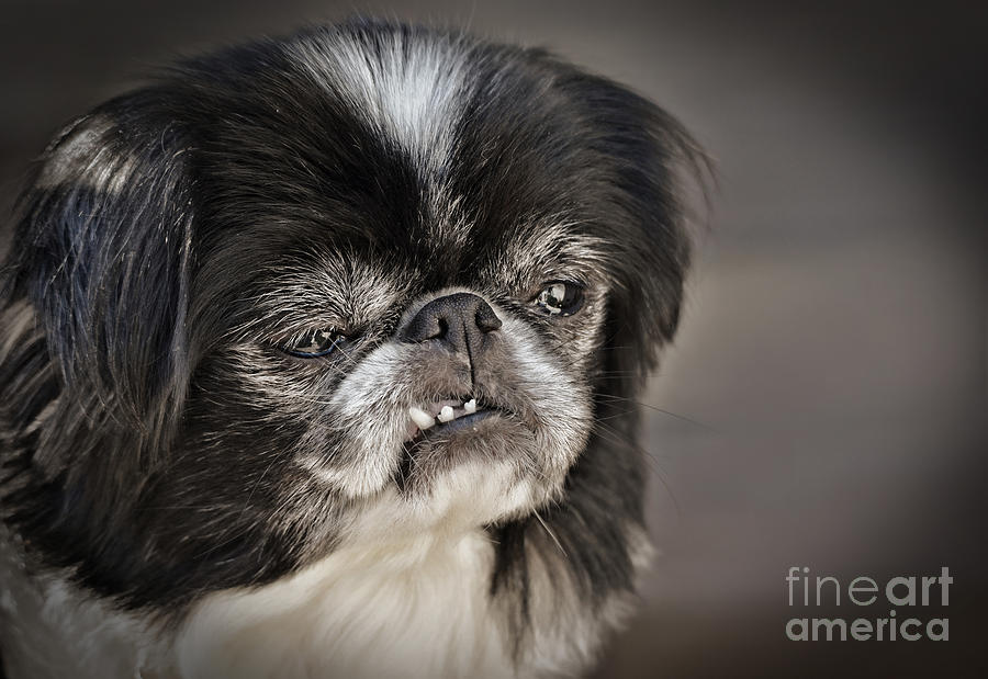 Japanese Chin Doggie Portrait Photograph by Jim Fitzpatrick