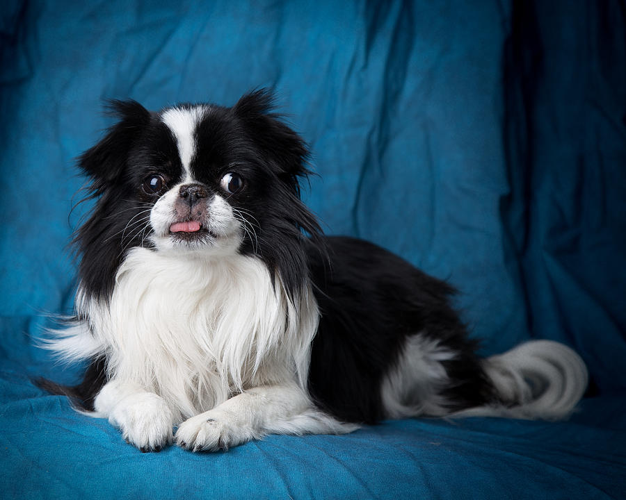 Japanese Chin Mary Photograph by Rudy Umans