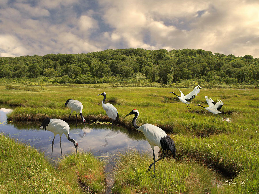 Japanese Cranes in the Hokkaido Wetlands Digital Art by M Spadecaller