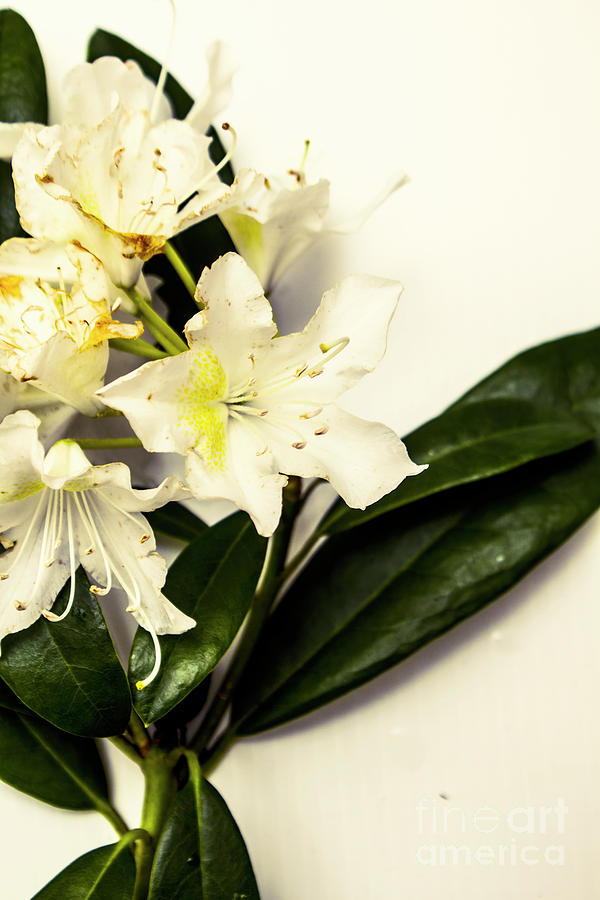 Japanese Flower Art Photograph