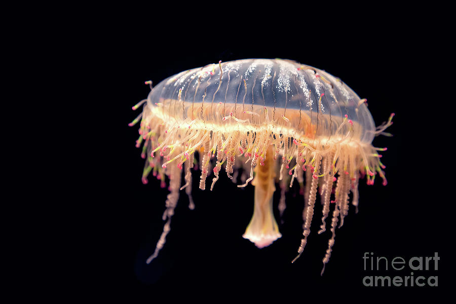 Japanese flower hat jelly Photograph by Jane Rix
