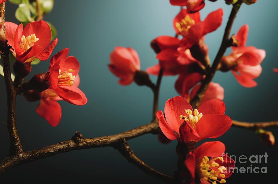 Japanese flower Photograph by Jelena Jovanovic