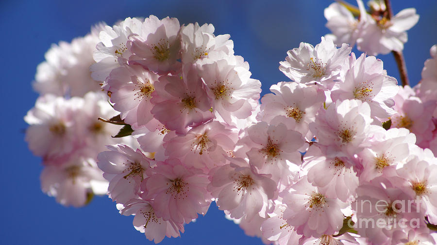 Japanese flowering cherry Prunus serrulata Photograph by Eva-Maria Di Bella