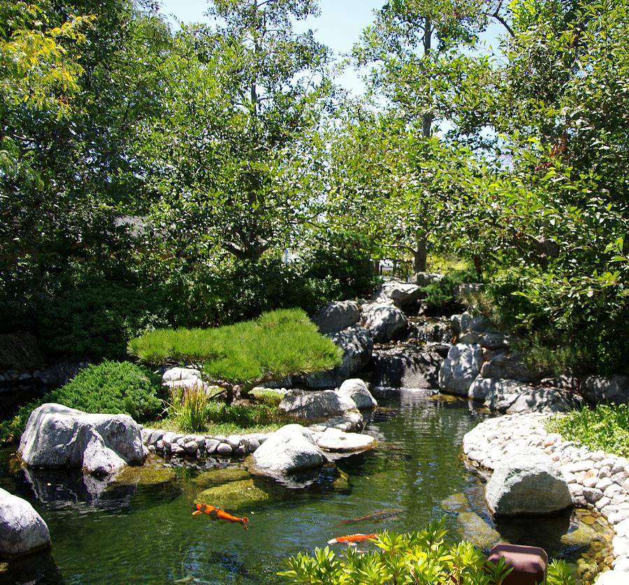 Koi Pond 2 Japanese Friendship Garden Photograph by Phyllis Spoor