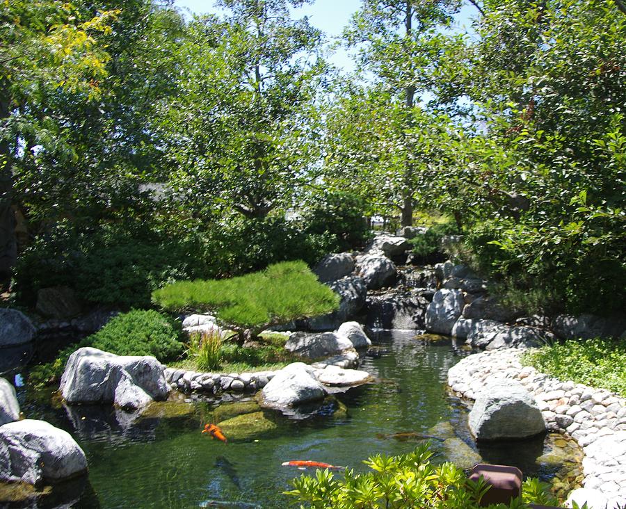 Koi Pond 3 Japanese Friendship Garden Photograph by Phyllis Spoor