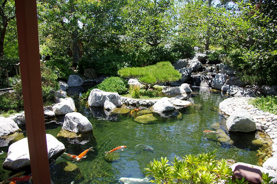 Koi Pond 4 Japanese Friendship Garden Photograph by Phyllis Spoor