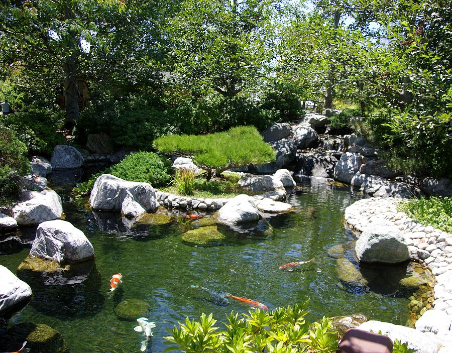 Koi Pond 5 Japanese Friendship Garden Photograph by Phyllis Spoor