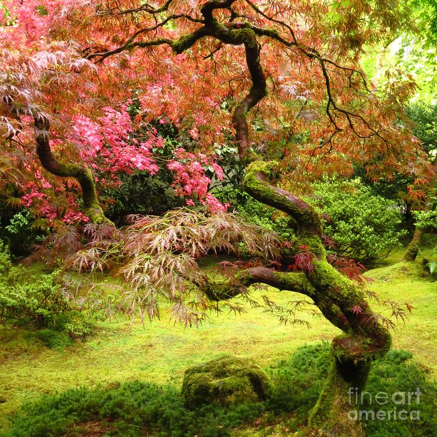 Japanese Garden Photograph by Anita Adams