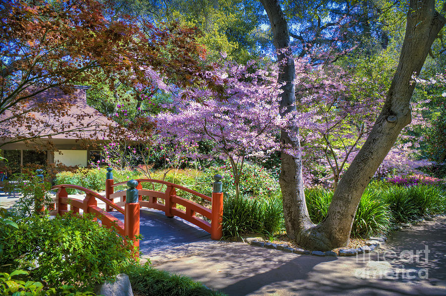Japanese Garden Arched bridge Photograph by David Zanzinger