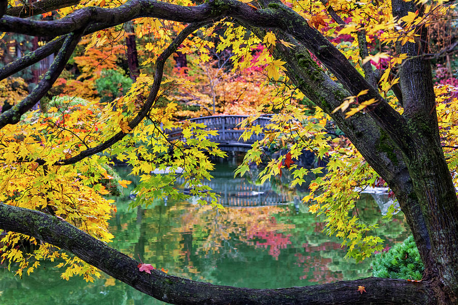 Japanese Garden Autumn Photograph by Mark Kiver