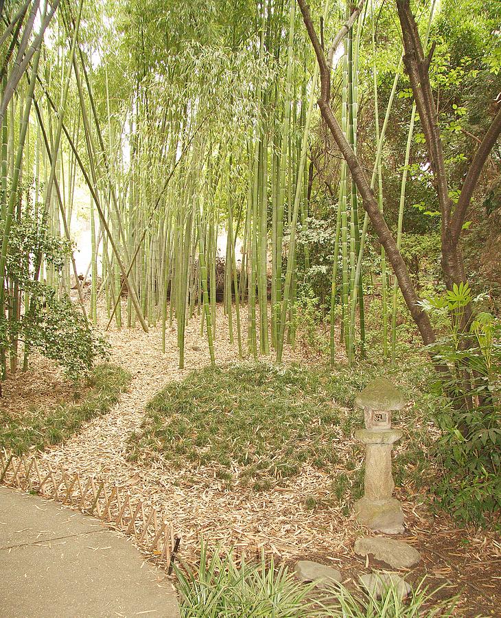 Japanese Garden. Bamboo. Yukimi Photograph by Viktor Savchenko