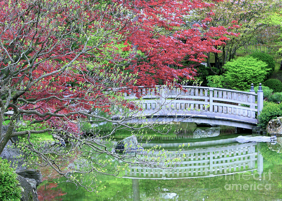 Landscape Photograph - Japanese Garden Bridge in Springtime by Carol Groenen