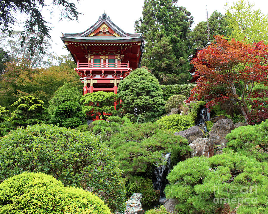 Japanese Garden Golden Gate Park Photograph by Cheryl Del Toro
