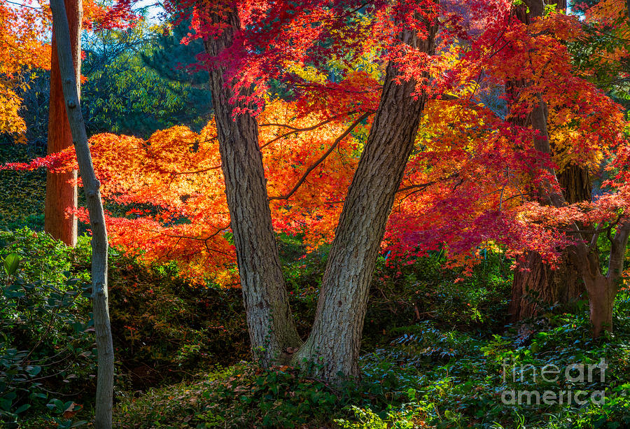 Japanese Garden Grove Photograph by Inge Johnsson