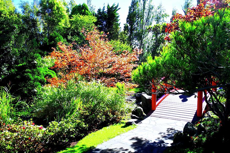 Japanese Garden in Hobart Photograph by Kirsten Giving