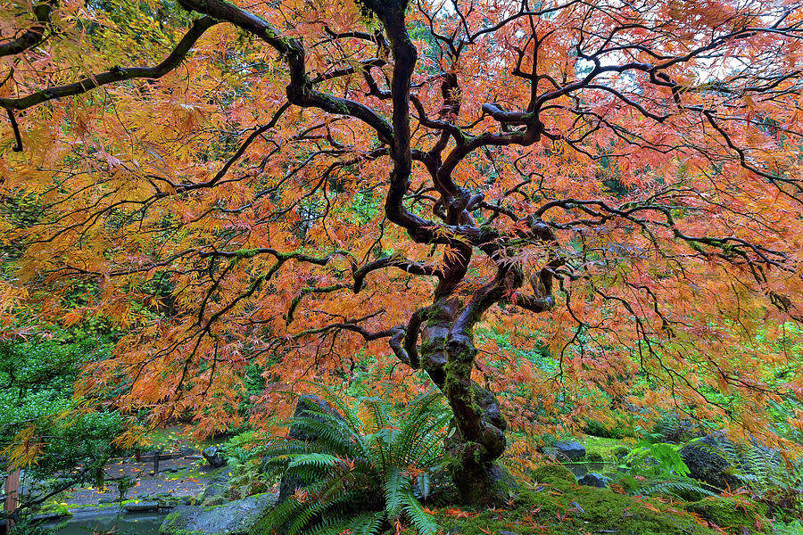 Japanese Garden Lace Leaf Maple Tree in Fall Photograph by David Gn