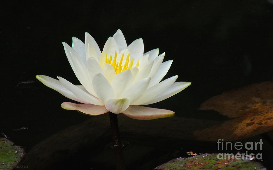 Asian Photograph - Japanese Garden Lily by Heike Ward Asian Photograph - Japanese Garden Lily by Heike Ward