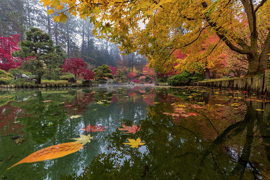 Japanese Garden Kiri Pond Pov Photograph By Mark Kiver