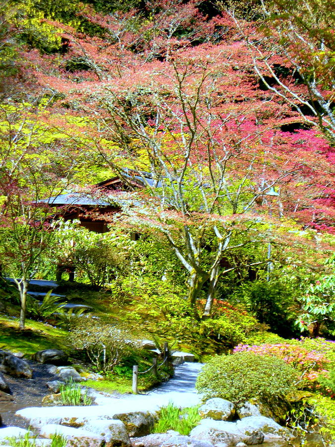 Japanese Garden Maple Photograph by Maro Kentros - Fine Art America