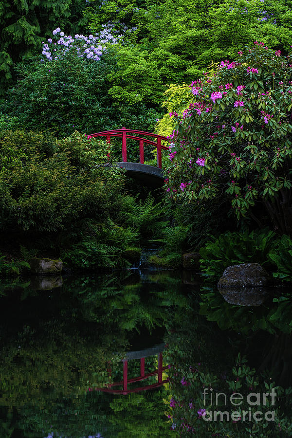 Japanese Garden Red Bridge Serenity Photograph by Mike Reid