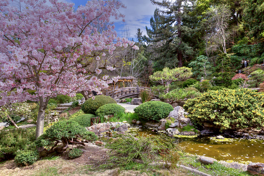 Japanese Garden Photograph by Susan Rissi Tregoning