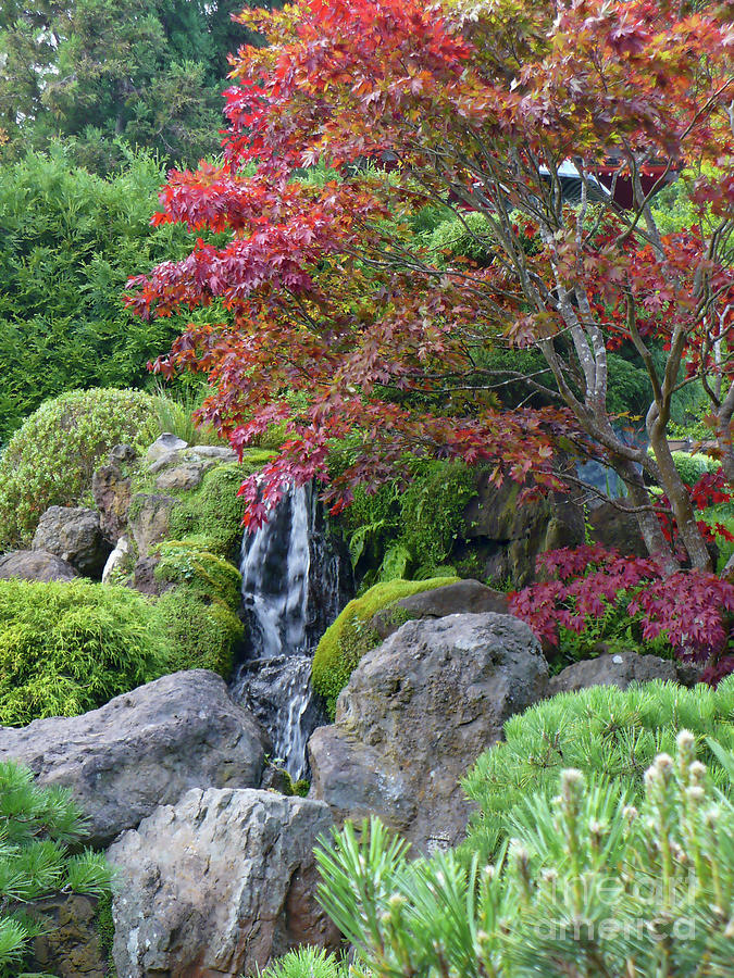 Japanese Garden Waterfall with Fall Foliage  Photograph by Carol Groenen