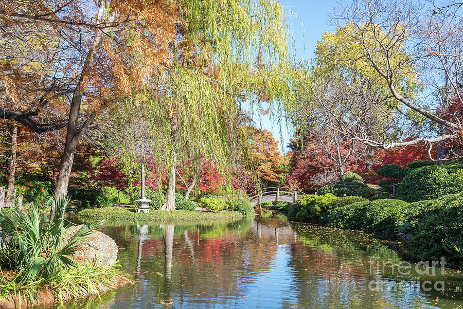 Japanese gardens Photograph by Paul Quinn