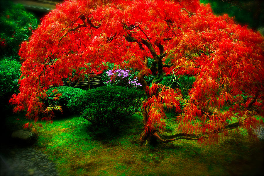 Japanese Gardens Portland Photograph by Craig Perry-Ollila