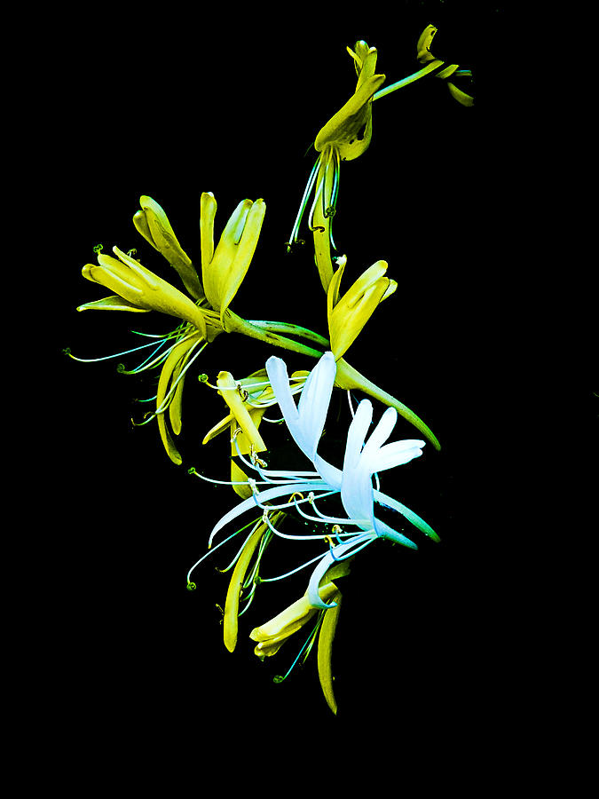 Japanese Honeysuckle Photograph by Bill Barber