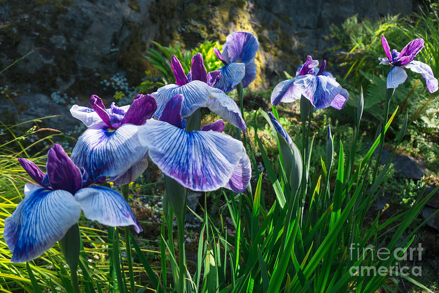 Japanese Iris 1 Photograph by Jill Greenaway