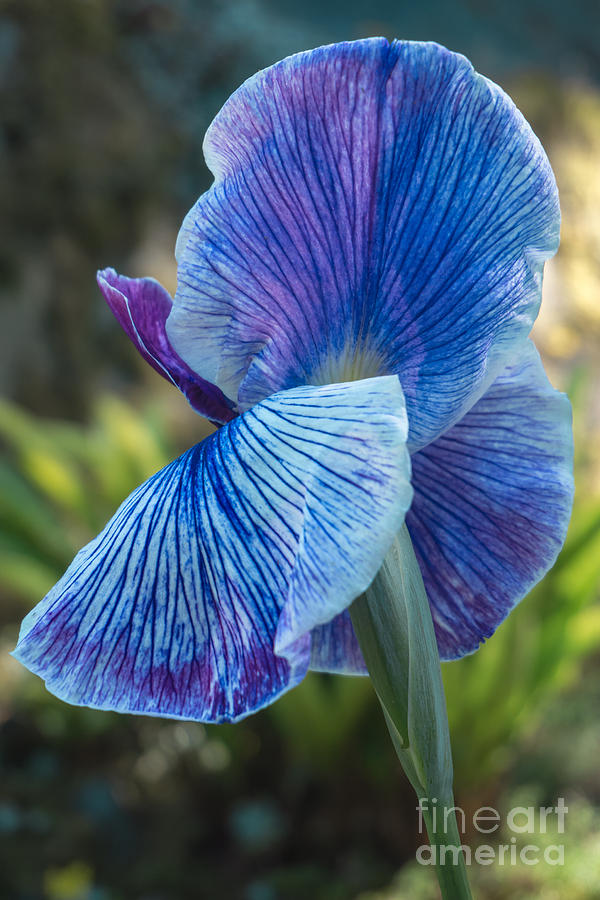 Japanese Iris 3 Photograph by Jill Greenaway