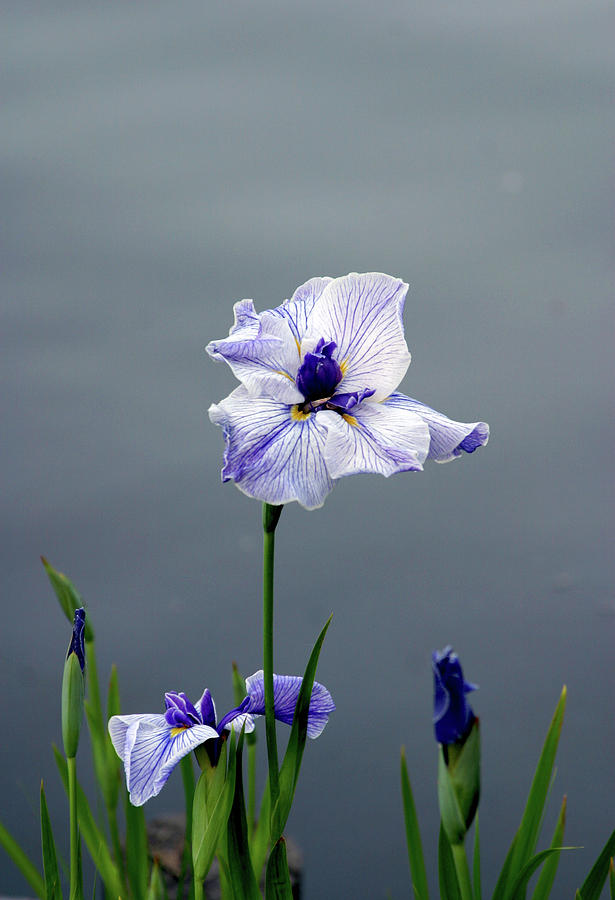 Japanese Iris Full Color 2707 H_2 Photograph by Steven Ward