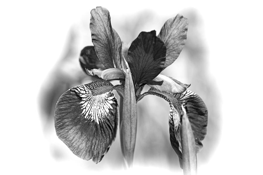Iris Photograph - Japanese Iris in Black and White by Carol Senske
