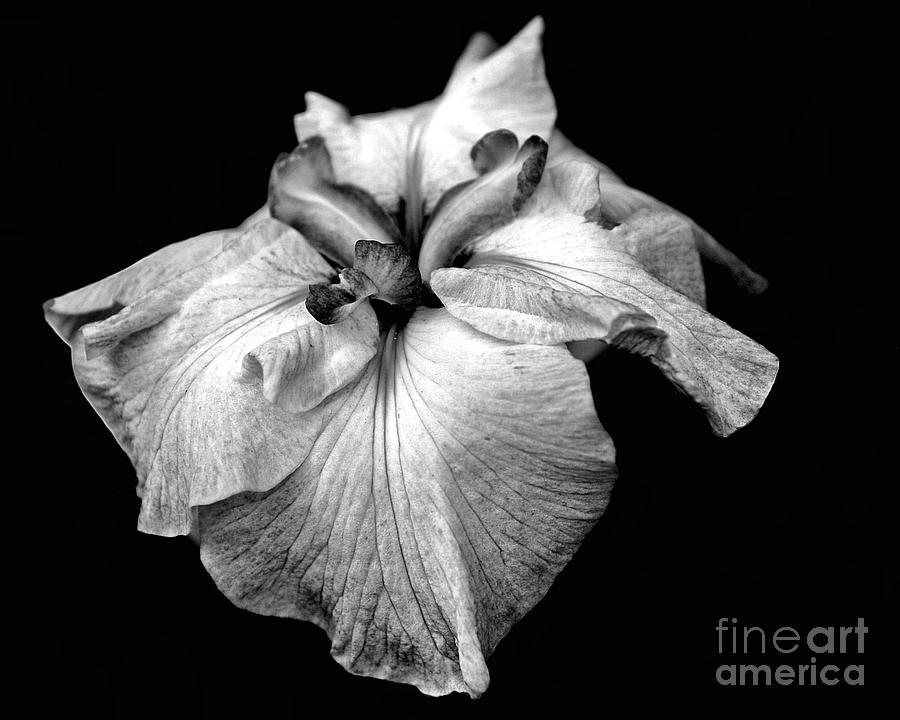 Japanese Iris In Black And White Photograph by Smilin Eyes Treasures