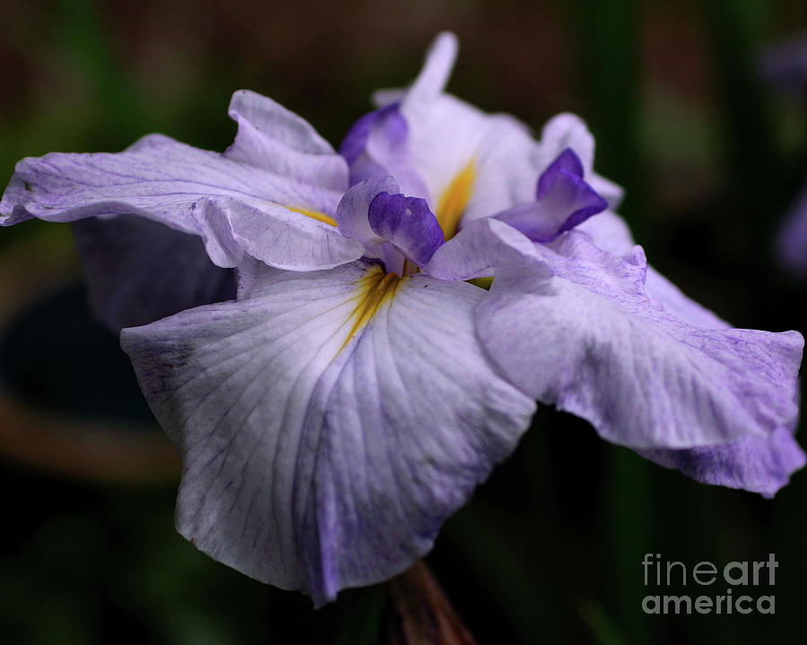 Japanese Iris In Bloom Photograph by Smilin Eyes Treasures
