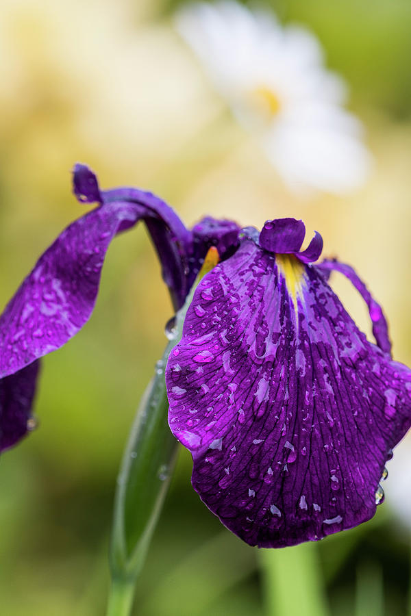 Japanese Iris in the Rain Photograph by Robert Potts