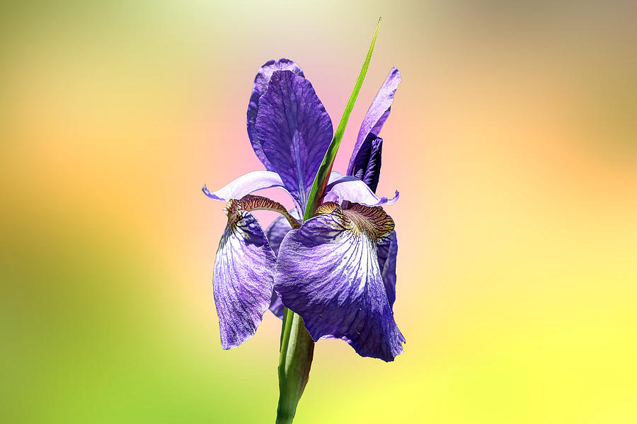 Japanese Iris - Iris sanguinea - Purple Photograph by Carol Senske