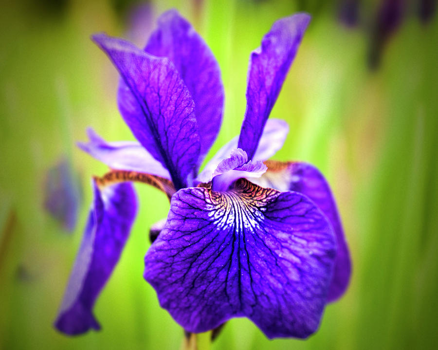 Nature Photograph - Japanese Iris by Phyllis Taylor