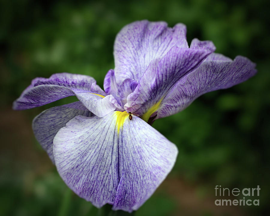 Japanese Iris Unfolding Photograph by Smilin Eyes Treasures