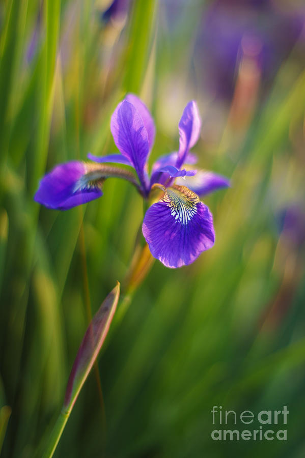 Japanese Iris Vibrant Photograph by Mike Reid