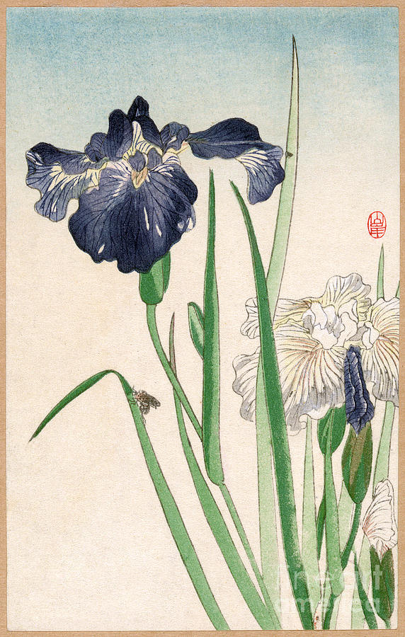 Japanese Irises Photograph by Granger