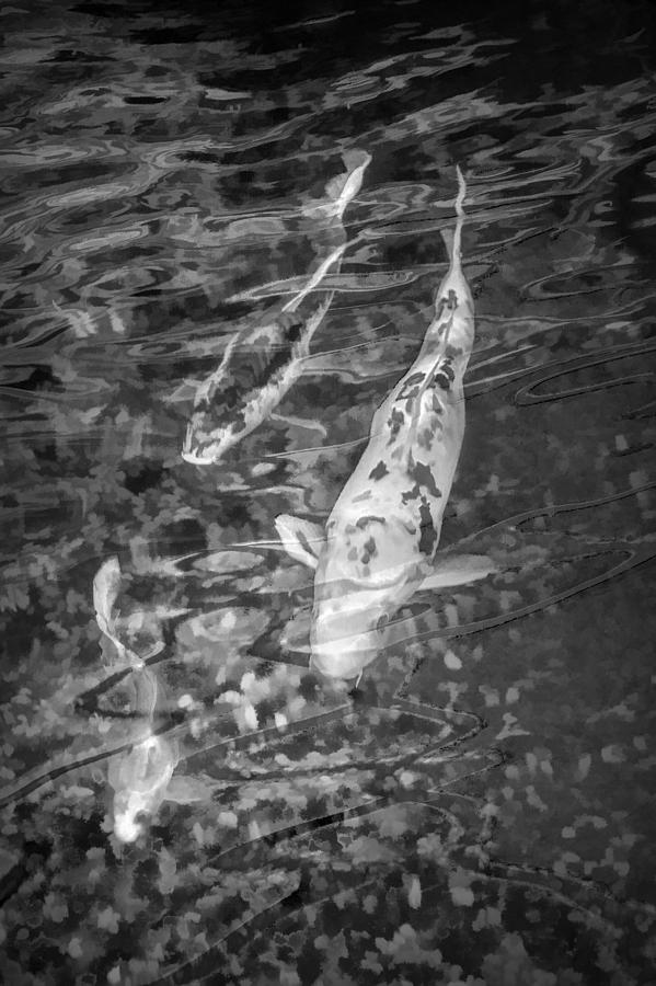 Japanese Koi Fish in Black and White Photograph by Randall Nyhof