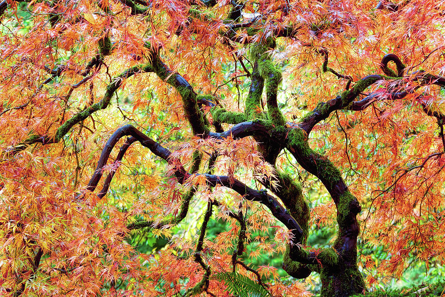 Japanese Lace Leaf Maple Tree in Fall Photograph by David Gn