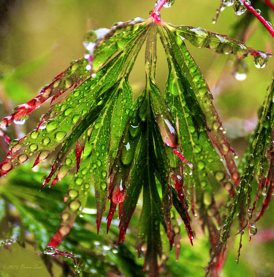 Raindrops on Japanese Lacy Leaf Maple Photograph by Brian Tada
