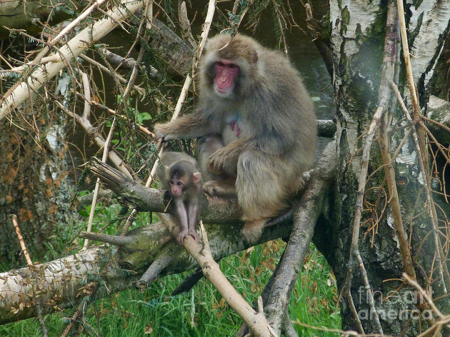 Japanese Macaque - Female and baby Photograph by Phil Banks